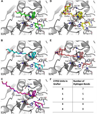 The chemoenzymatic synthesis of glycan-terminated oligo(Leu)x